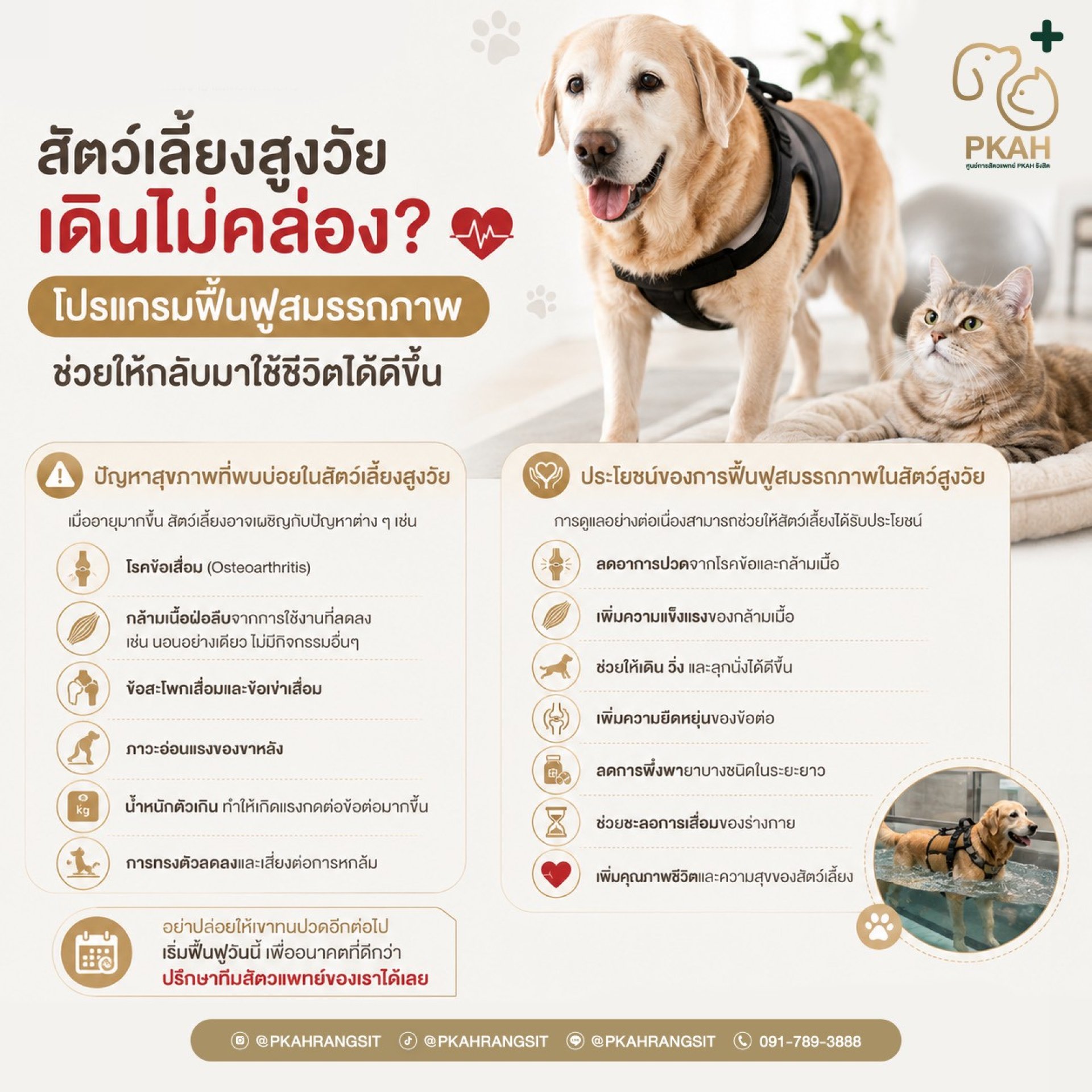 กายภาพบำบัดสุนัข, ข้อเข่า, สะโพก, ขาหลังอ่อนแรง, สายพานใต้น้ำ, ว่ายน้ำสุนัข, กายภาพบำบัดสุนัข, กายภาพสุนัข, ฟื้นฟูสุนัขหลังผ่าตัด, สุนัขเดินไม่ปกติ, สุนัขขาอ่อนแรง, สุนัขเดินกะเผลก, กายภาพบำบัดสัตว์เลี้ยง, สุนัขข้อเข่าเสื่อม, สุนัขเอ็นไขว้หน้าหัวเข่าฉีก, กายภาพบำบัดสุนัข, ข้อเข่า, สะโพก, ขาหลังอ่อนแรง, สายพานใต้น้ำ, ว่ายน้ำสุนัข, กายภาพบำบัดสุนัข, กายภาพสุนัข, ฟื้นฟูสุนัขหลังผ่าตัด, สุนัขเดินไม่ปกติ, สุนัขขาอ่อนแรง, สุนัขเดินกะเผลก, กายภาพบำบัดสัตว์เลี้ยง, สุนัขข้อเข่าเสื่อม, สุนัขเอ็นไขว้หน้าหัวเข่าฉีก,