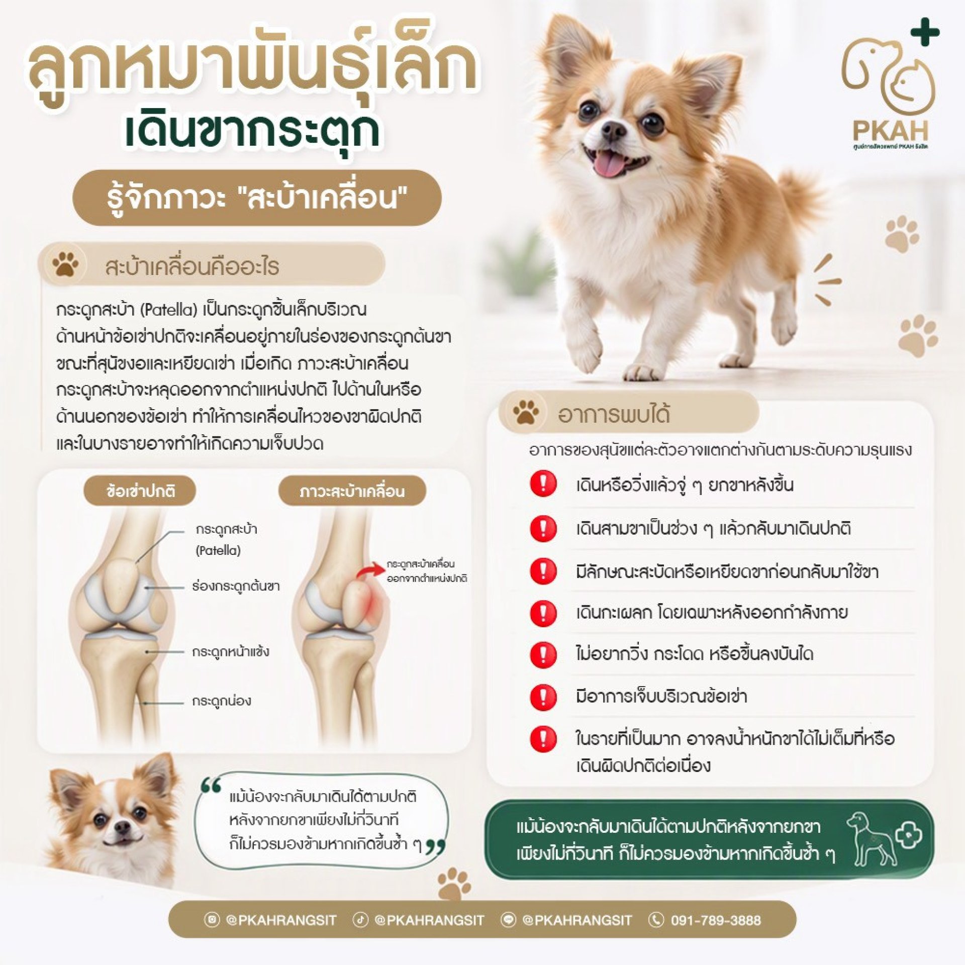สะบ้าเคลื่อนในสุนัข, สุนัขเดินกะเผลก, สุนัขพันธุ์เล็ก, สุขภาพข้อสุนัข, PKAHรังสิต, ศูนย์การสัตวแพทย์PKAHรังสิต, สะบ้าเคลื่อนในสุนัข, สุนัขพันธุ์เล็กเดินยกขา, สุนัขเดินสามขา, สุนัขเดินกะเผลก, โรคสะบ้าเคลื่อนในสุนัขพันธุ์เล็ก, สุนัขยกขาหลังเวลาเดิน, สุนัขเด สะบ้าเคลื่อนในสุนัข, สุนัขเดินกะเผลก, สุนัขพันธุ์เล็ก, สุขภาพข้อสุนัข, PKAHรังสิต, ศูนย์การสัตวแพทย์PKAHรังสิต, สะบ้าเคลื่อนในสุนัข, สุนัขพันธุ์เล็กเดินยกขา, สุนัขเดินสามขา, สุนัขเดินกะเผลก, โรคสะบ้าเคลื่อนในสุนัขพันธุ์เล็ก, สุนัขยกขาหลังเวลาเดิน, สุนัขเด