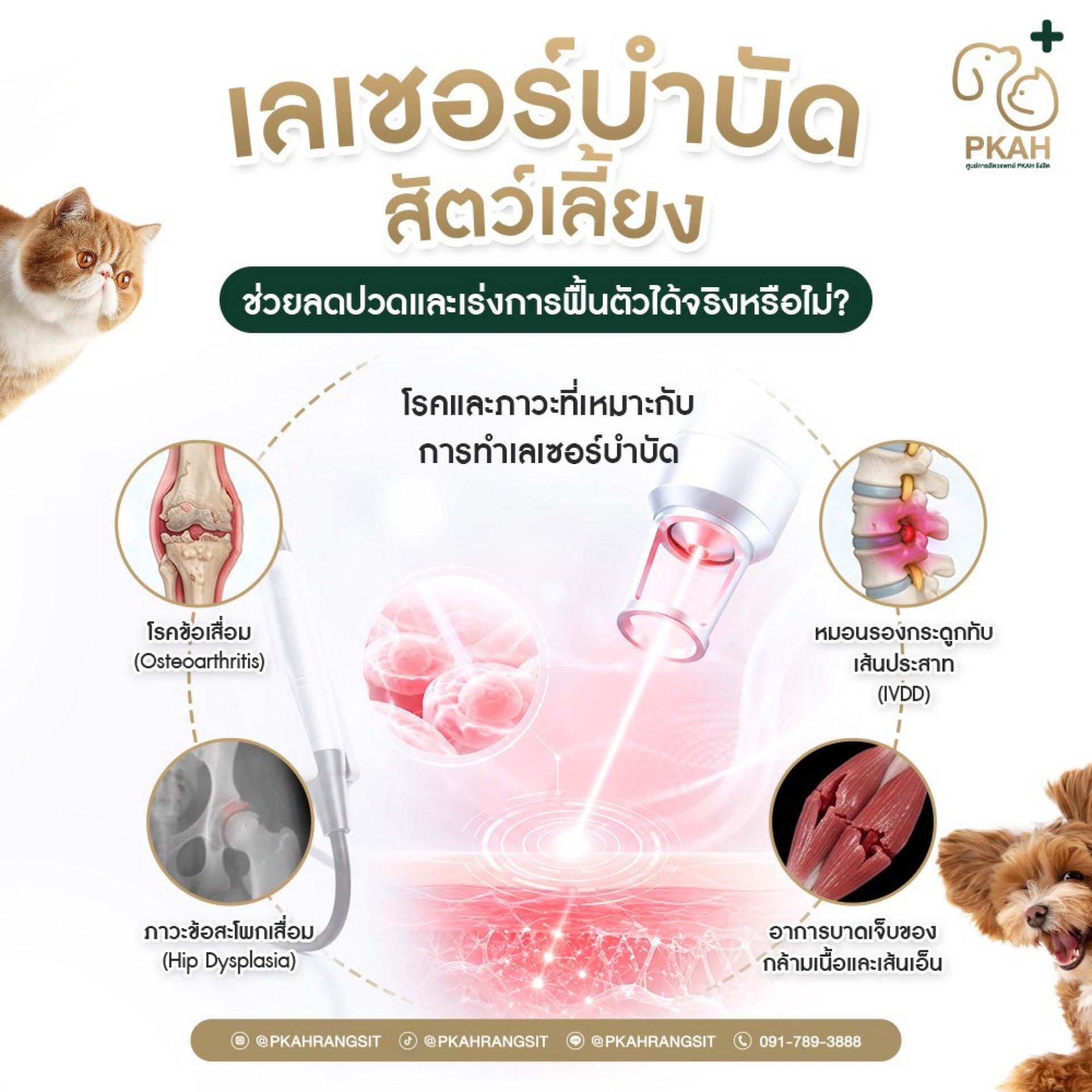 เลเซอร์บำบัดสัตว์เลี้ยง, Laser Therapy, กายภาพบำบัดสัตว์เลี้ยง, โรคข้อเสื่อมสุนัข, โรคข้อเสื่อมแมว, ข้อสะโพกเสื่อมสุนัข, Hip Dysplasia, IVDD, หมอนรองกระดูกทับเส้นประสาท, ฟื้นฟูหลังผ่าตัดสัตว์เลี้ยง, โรงพยาบาลสัตว์รังสิต, โรงพยาบาลสัตว์ปทุมธานี, PKAH รังสิ เลเซอร์บำบัดสัตว์เลี้ยง, Laser Therapy, กายภาพบำบัดสัตว์เลี้ยง, โรคข้อเสื่อมสุนัข, โรคข้อเสื่อมแมว, ข้อสะโพกเสื่อมสุนัข, Hip Dysplasia, IVDD, หมอนรองกระดูกทับเส้นประสาท, ฟื้นฟูหลังผ่าตัดสัตว์เลี้ยง, โรงพยาบาลสัตว์รังสิต, โรงพยาบาลสัตว์ปทุมธานี, PKAH รังสิ