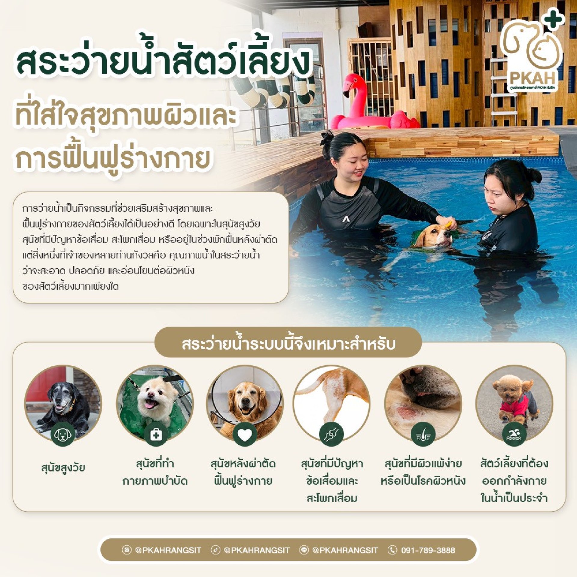 สระว่ายน้ำสัตว์เลี้ยง, สระว่ายน้ำสุนัข, สระว่ายน้ำแมว, ว่ายน้ำสุนัข, ว่ายน้ำสัตว์เลี้ยง, สระว่ายน้ำสำหรับสุนัข, สระว่ายน้ำสัตว์เลี้ยง กรุงเทพ, สระว่ายน้ำสุนัข กรุงเทพ, pet swimming pool, dog swimming pool, สระว่ายน้ำสัตว์เลี้ยงระบบโอโซน, สระว่ายน้ำสุนัขระ สระว่ายน้ำสัตว์เลี้ยง, สระว่ายน้ำสุนัข, สระว่ายน้ำแมว, ว่ายน้ำสุนัข, ว่ายน้ำสัตว์เลี้ยง, สระว่ายน้ำสำหรับสุนัข, สระว่ายน้ำสัตว์เลี้ยง กรุงเทพ, สระว่ายน้ำสุนัข กรุงเทพ, pet swimming pool, dog swimming pool, สระว่ายน้ำสัตว์เลี้ยงระบบโอโซน, สระว่ายน้ำสุนัขระ