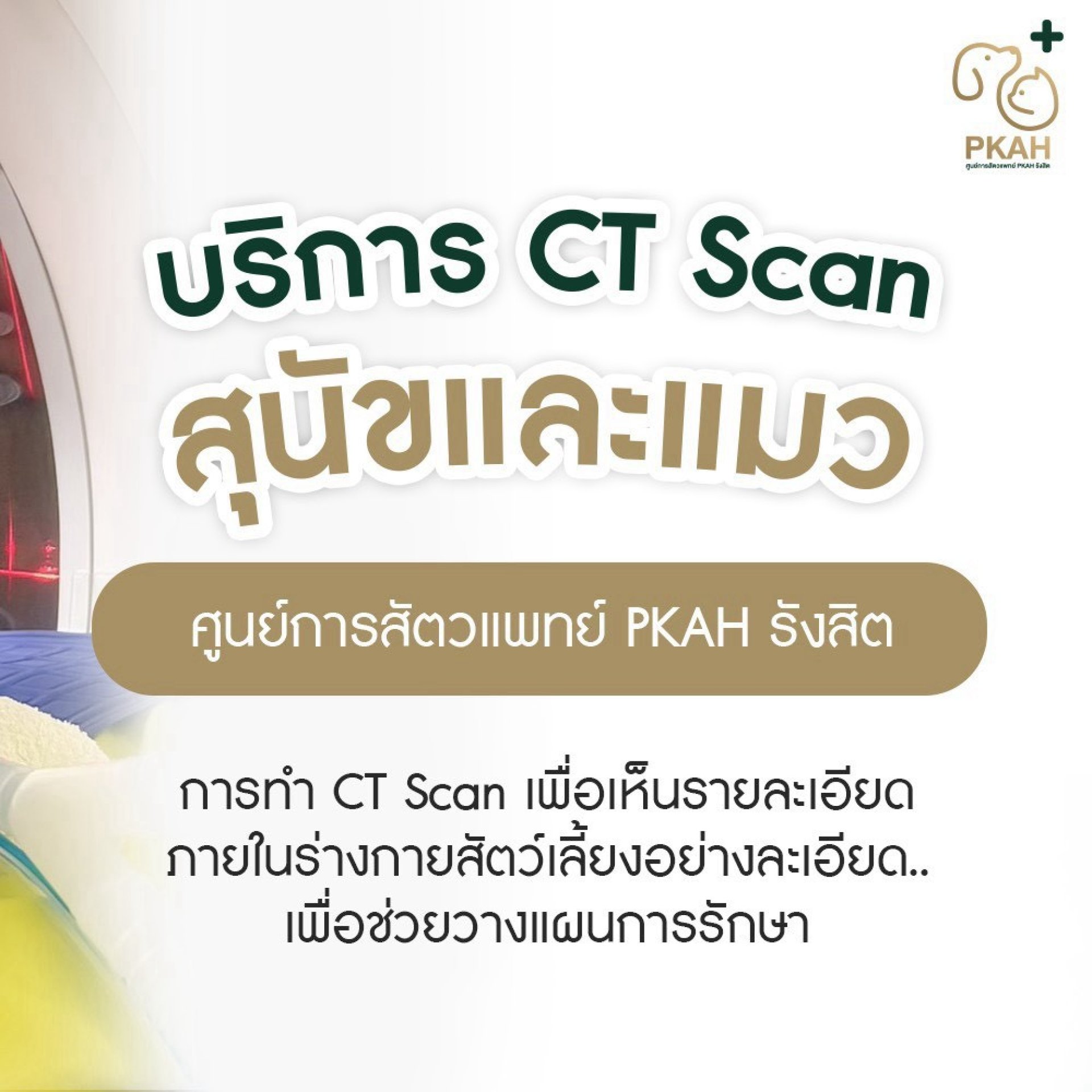 CT Scan สุนัข แมว ปทุมธานี รังสิต CT Scan สุนัข แมว ปทุมธานี รังสิต