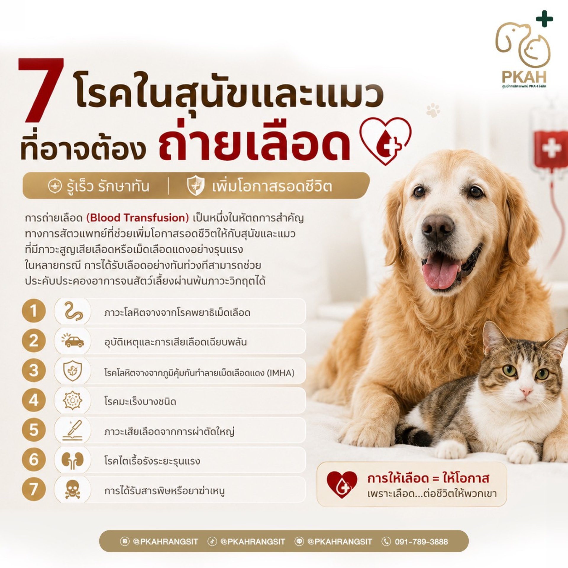 การถ่ายเลือดสุนัข, ถ่ายเลือดหมา, โลหิตจางในสุนัข, ธนาคารเลือดสุนัข, ธนาคารเลือดสัตว์เลี้ยง, สุนัขเสียเลือด, โรคพยาธิเม็ดเลือดสุนัข, IMHA สุนัข, โรงพยาบาลสัตว์รังสิต, ศูนย์การสัตวแพทย์ PKAH รังสิต, Blood Bank for Dogs, Dog Blood Transfusion, Emergency Vete การถ่ายเลือดสุนัข, ถ่ายเลือดหมา, โลหิตจางในสุนัข, ธนาคารเลือดสุนัข, ธนาคารเลือดสัตว์เลี้ยง, สุนัขเสียเลือด, โรคพยาธิเม็ดเลือดสุนัข, IMHA สุนัข, โรงพยาบาลสัตว์รังสิต, ศูนย์การสัตวแพทย์ PKAH รังสิต, Blood Bank for Dogs, Dog Blood Transfusion, Emergency Vete