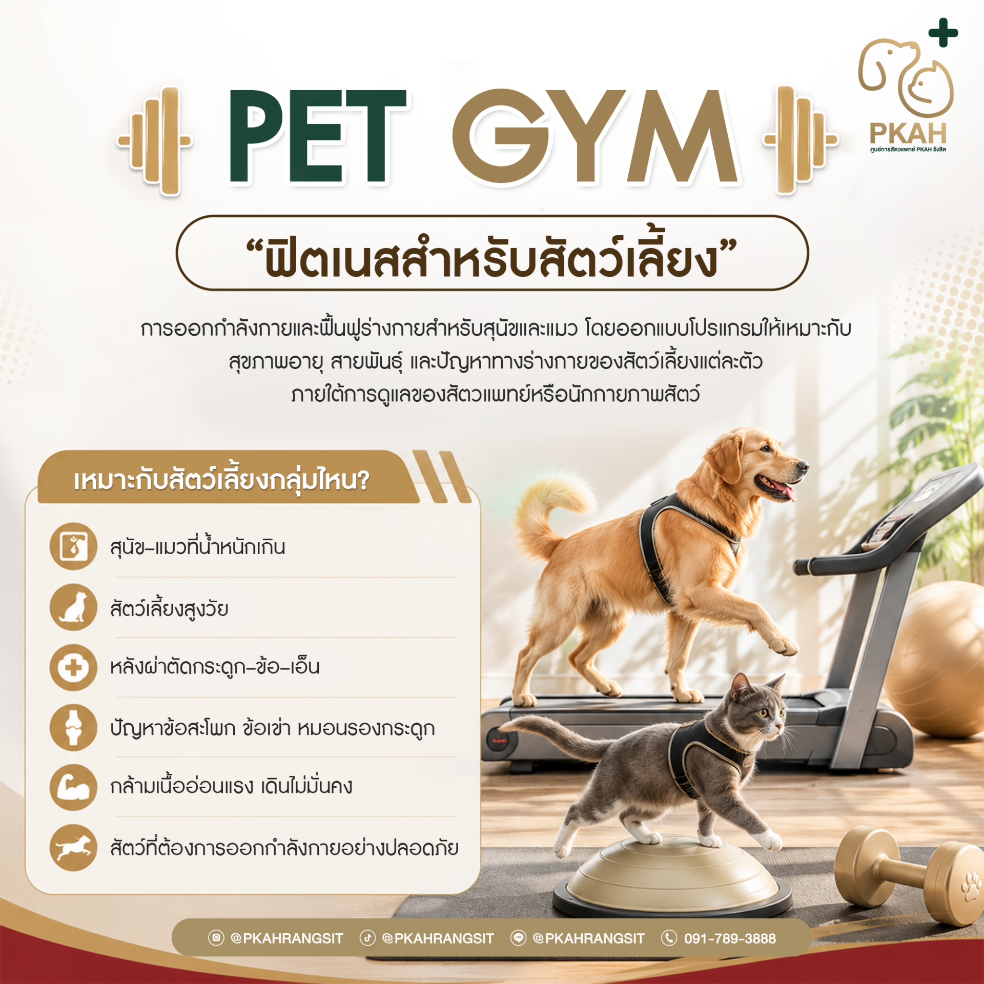PetGym, ฟิตเนสสัตว์เลี้ยง, ฟิตเนสน้องหมา, ฟิตเนสแมว, PetFitness, DogFitness, CatFitness, กายภาพสัตว์เลี้ยง, กายภาพสุนัข, กายภาพแมว, PetRehabilitation, PetPhysicalTherapy, Hydrotherapy, UnderwaterTreadmill, ลู่วิ่งใต้น้ำสุนัข, ลู่วิ่งใต้น้ำแมว, ฟื้นฟูสัตว์ PetGym, ฟิตเนสสัตว์เลี้ยง, ฟิตเนสน้องหมา, ฟิตเนสแมว, PetFitness, DogFitness, CatFitness, กายภาพสัตว์เลี้ยง, กายภาพสุนัข, กายภาพแมว, PetRehabilitation, PetPhysicalTherapy, Hydrotherapy, UnderwaterTreadmill, ลู่วิ่งใต้น้ำสุนัข, ลู่วิ่งใต้น้ำแมว, ฟื้นฟูสัตว์