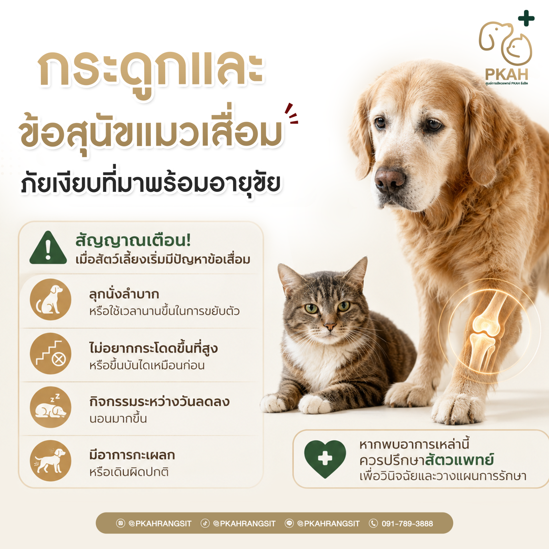 โรคกระดูกข้อในสุนัข, สุนัขเดินไม่ได้, สุนัขเดินกะเผลก, สุนัขขาอ่อนแรง, สุนัขลุกไม่ขึ้น, สุนัขเจ็บขา, สุนัขปวดข้อ, ข้อเสื่อมสุนัข, ข้อสะโพกเสื่อมสุนัข, สะบ้าเคลื่อนสุนัข, เอ็นไขว้หัวเข่าขาดสุนัข, หมอนรองกระดูกทับเส้นในสุนัข, สุนัขลากขา, สุนัขเดินเซ, สุนัขไ โรคกระดูกข้อในสุนัข, สุนัขเดินไม่ได้, สุนัขเดินกะเผลก, สุนัขขาอ่อนแรง, สุนัขลุกไม่ขึ้น, สุนัขเจ็บขา, สุนัขปวดข้อ, ข้อเสื่อมสุนัข, ข้อสะโพกเสื่อมสุนัข, สะบ้าเคลื่อนสุนัข, เอ็นไขว้หัวเข่าขาดสุนัข, หมอนรองกระดูกทับเส้นในสุนัข, สุนัขลากขา, สุนัขเดินเซ, สุนัขไ