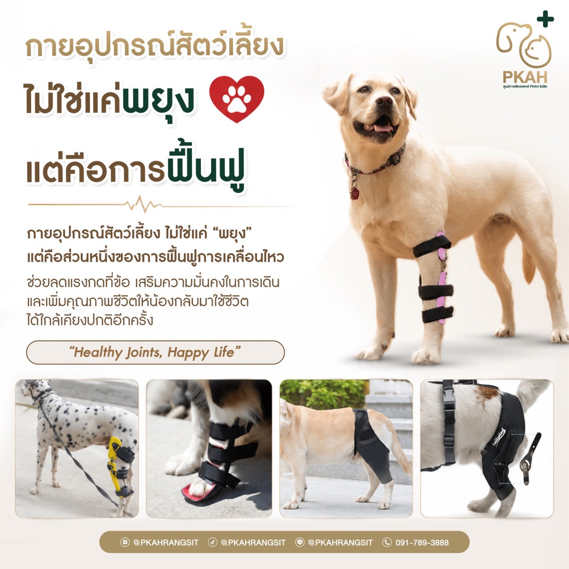 กายอุปกรณ์สัตว์เลี้ยง, กายภาพสัตว์เลี้ยง, กายภาพบำบัดสัตว์เลี้ยง, PetRehabilitation, PetOrthotics, PetPhysicalTherapy, DogRehab, CatRehab, ฟื้นฟูสัตว์เลี้ยง, ฟื้นฟูการเดินสัตว์เลี้ยง, สุนัขเดินกะเผลก, แมวเดินกะเผลก, ข้อเสื่อมสุนัข, ข้อเสื่อมแมว, สุนัขลุกย กายอุปกรณ์สัตว์เลี้ยง, กายภาพสัตว์เลี้ยง, กายภาพบำบัดสัตว์เลี้ยง, PetRehabilitation, PetOrthotics, PetPhysicalTherapy, DogRehab, CatRehab, ฟื้นฟูสัตว์เลี้ยง, ฟื้นฟูการเดินสัตว์เลี้ยง, สุนัขเดินกะเผลก, แมวเดินกะเผลก, ข้อเสื่อมสุนัข, ข้อเสื่อมแมว, สุนัขลุกย