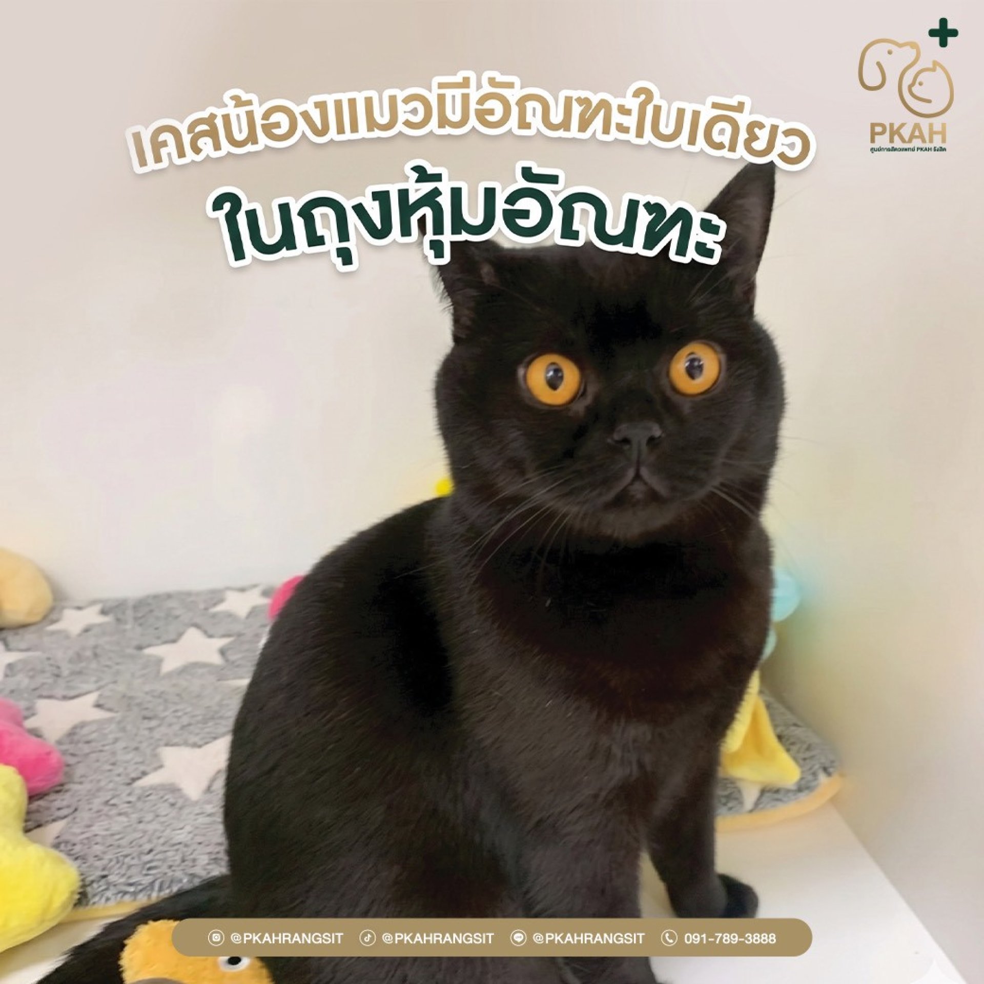 แมวทองหมัน, ไข่ทองแดงแมว, แมวตัวผู้ทำหมัน, ทำหมันแมวตัวผู้, อัณฑะแมวหลังทำหมัน, ถุงอัณฑะแมวหลังทำหมัน, แมวทำหมันแล้วเป็นยังไง, แมวทำหมันเจ็บไหม, แมวหลังทำหมันดูแลยังไง, ทำไมแมวทำหมันแล้วยังมีไข่, แมวทำหมันแล้วไข่ยังอยู่, แมวทำหมันแล้วถุงไข่ไม่หาย, แมวตัวผ แมวทองหมัน, ไข่ทองแดงแมว, แมวตัวผู้ทำหมัน, ทำหมันแมวตัวผู้, อัณฑะแมวหลังทำหมัน, ถุงอัณฑะแมวหลังทำหมัน, แมวทำหมันแล้วเป็นยังไง, แมวทำหมันเจ็บไหม, แมวหลังทำหมันดูแลยังไง, ทำไมแมวทำหมันแล้วยังมีไข่, แมวทำหมันแล้วไข่ยังอยู่, แมวทำหมันแล้วถุงไข่ไม่หาย, แมวตัวผ