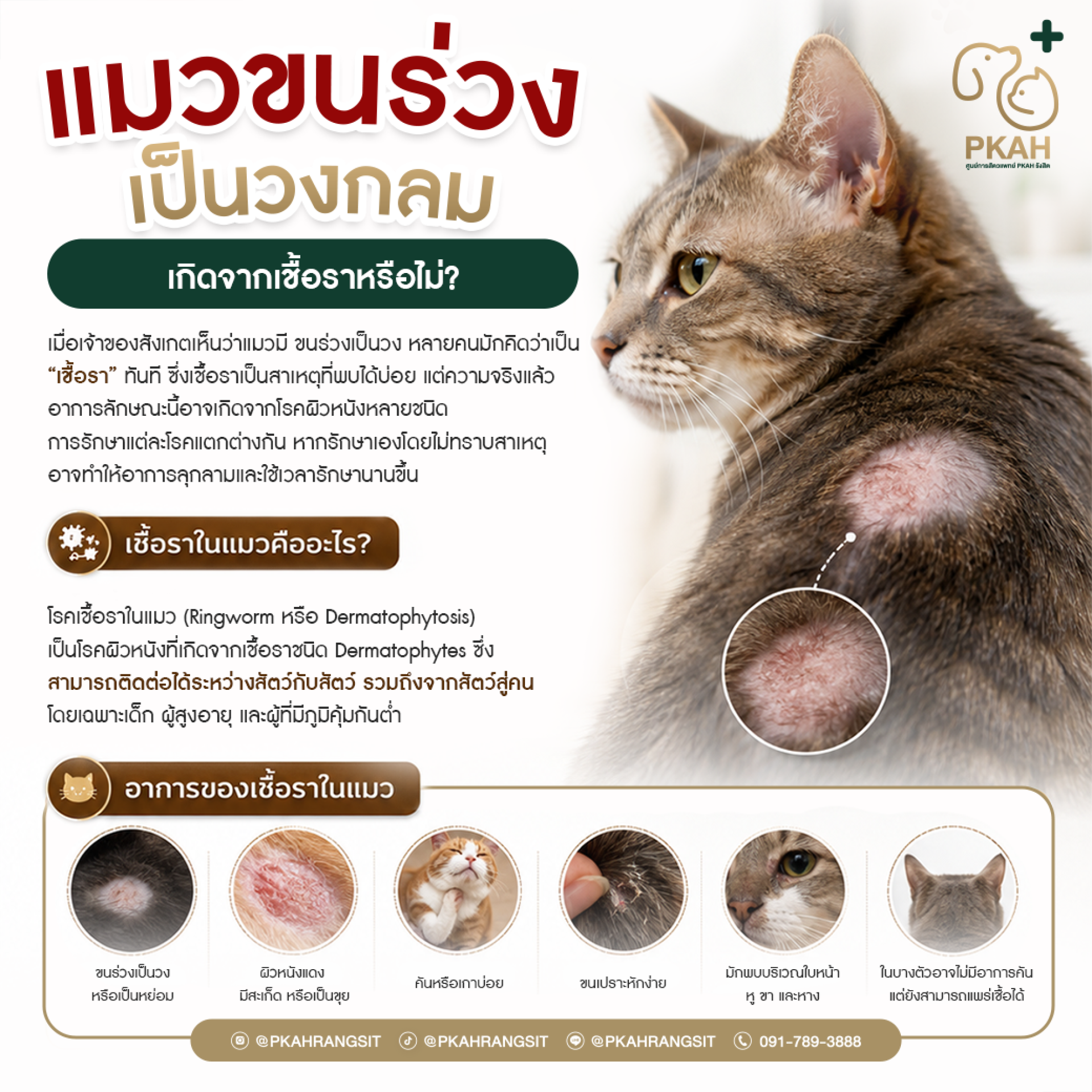 แมวขนร่วงเป็นวง เกิดจากเชื้อราหรือไม่? แมวขนร่วงเป็นวง เกิดจากเชื้อราหรือไม่?