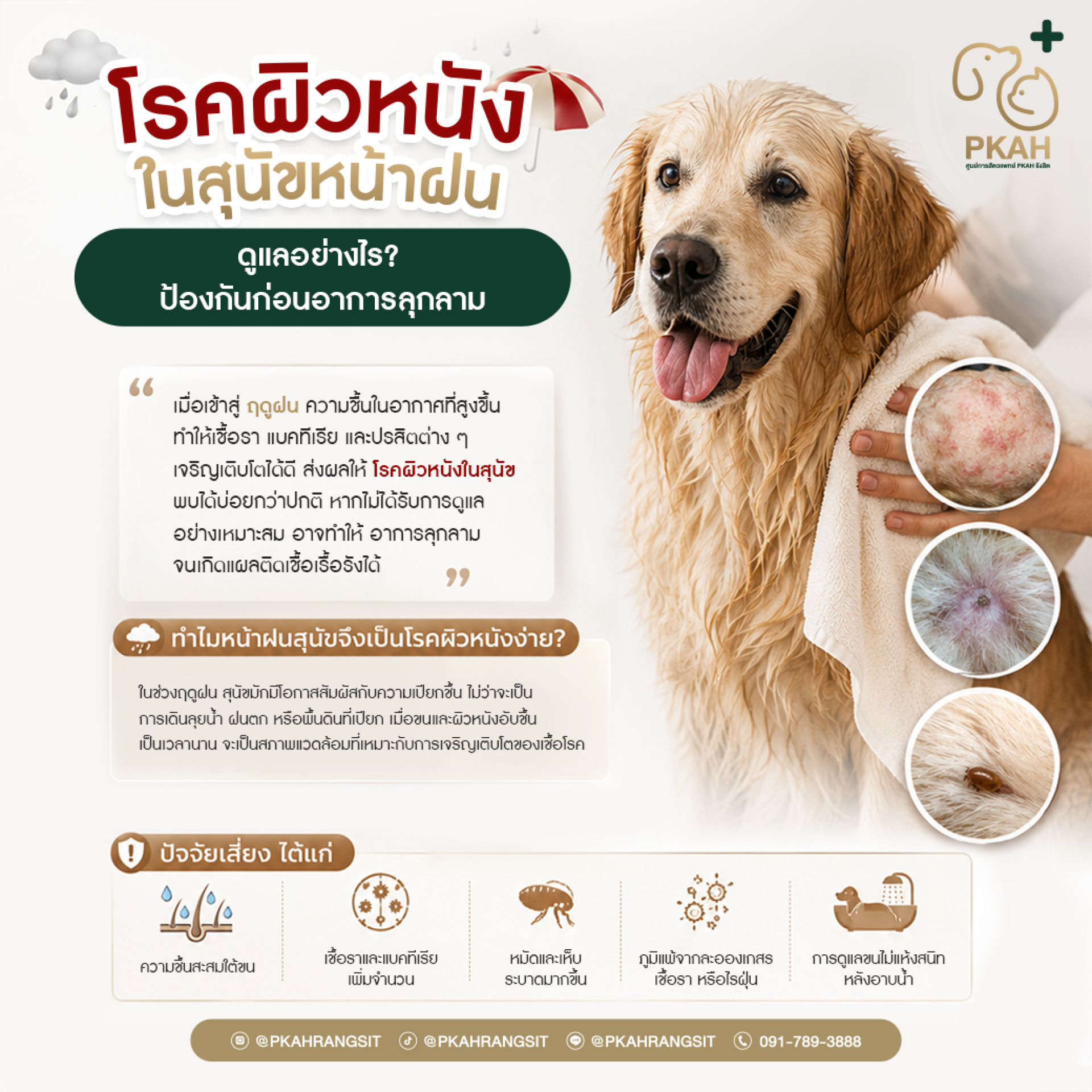โรคผิวหนังสุนัขและแมว | อาการ สาเหตุ วิธีรักษา และการป้องกัน โรคผิวหนังสุนัขและแมว | อาการ สาเหตุ วิธีรักษา และการป้องกัน