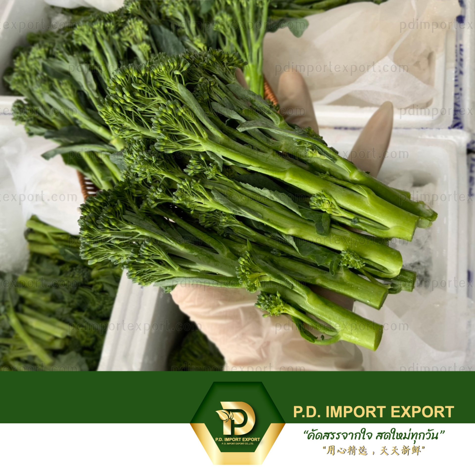 เบบี้บล็อค / เบบี้บล็อคโคลี (Broccolini / Baby Broccoli)
