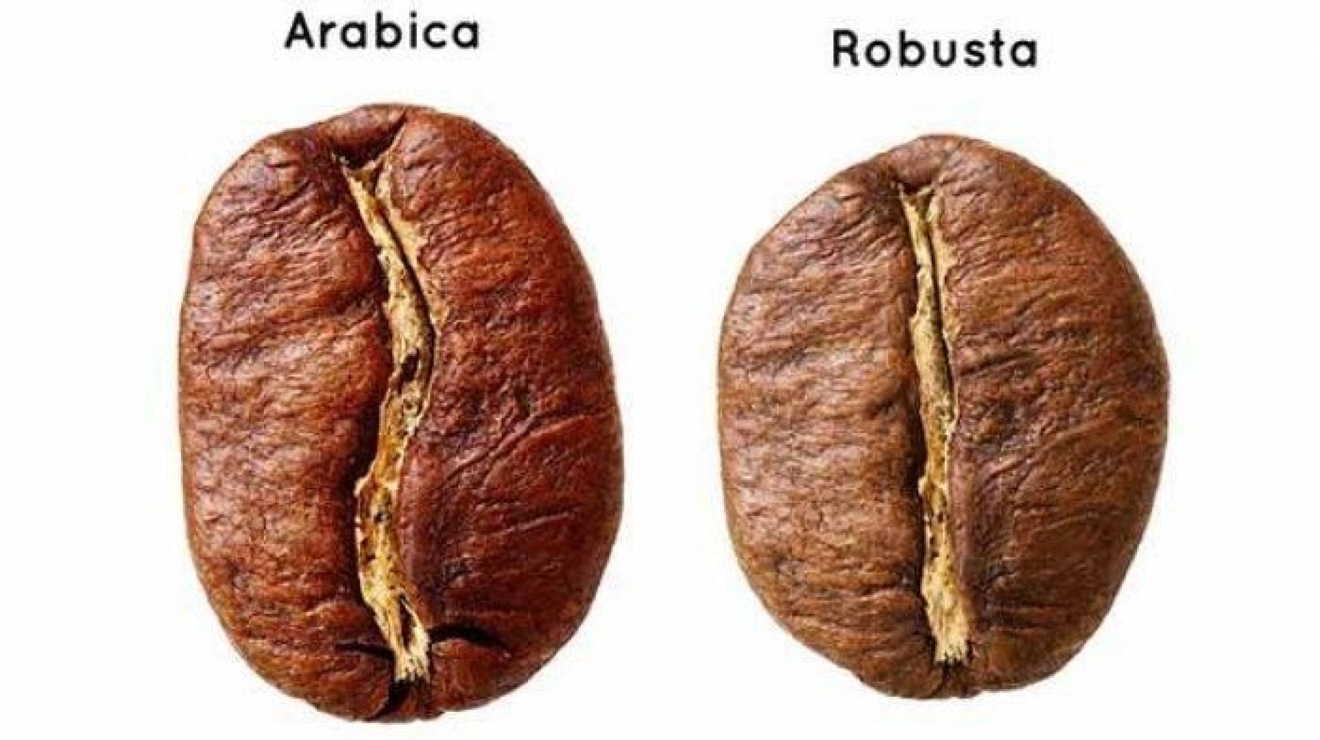 Kopi Arabika vs Robusta untuk Espresso, Kopi Arabika vs Robusta untuk Espresso,