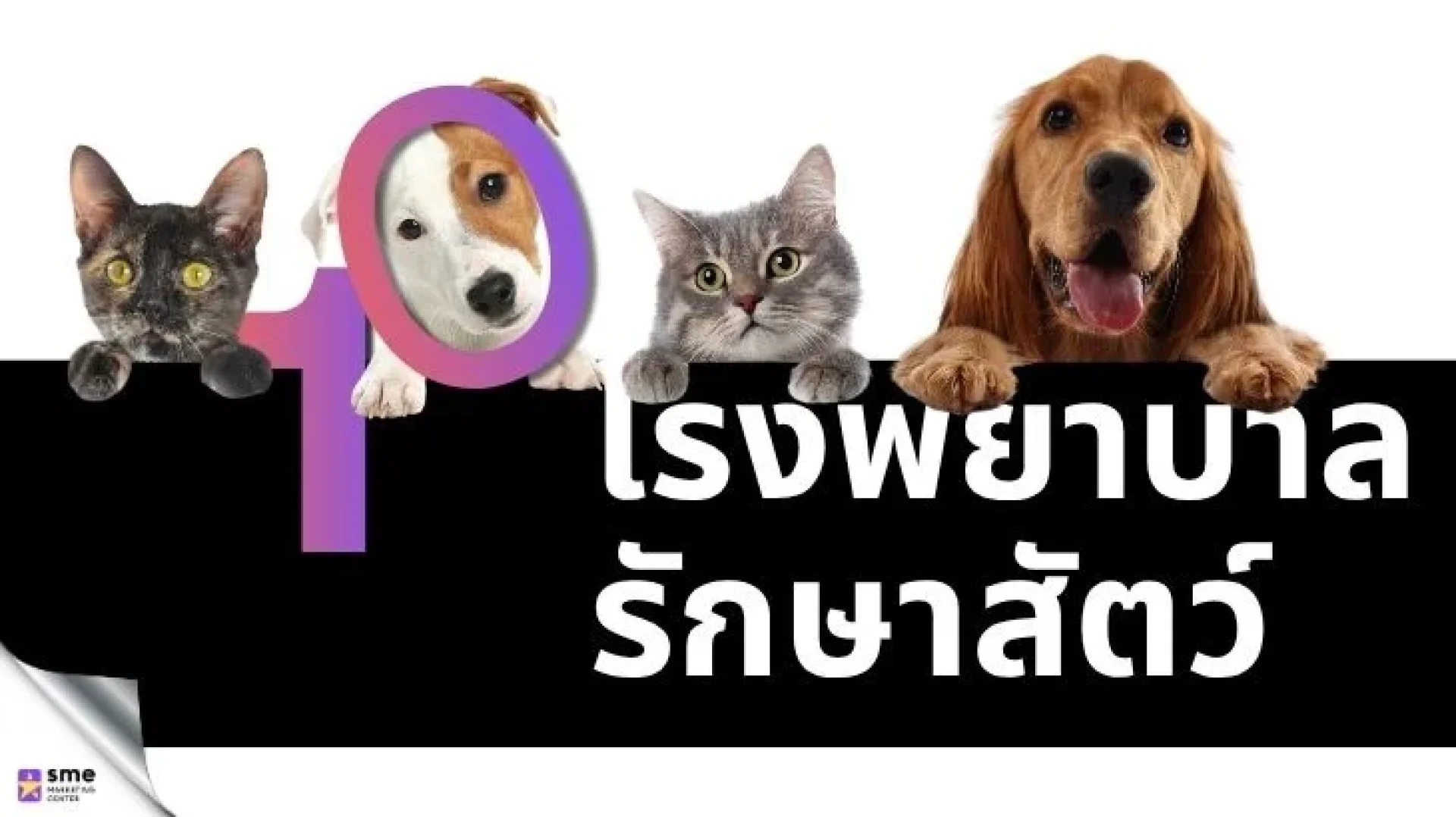 10 โรงพยาบาลรักษาสัตว์แนะนำ ดูแลครบ มาตรฐานดี 10 โรงพยาบาลรักษาสัตว์แนะนำ ดูแลครบ มาตรฐานดี