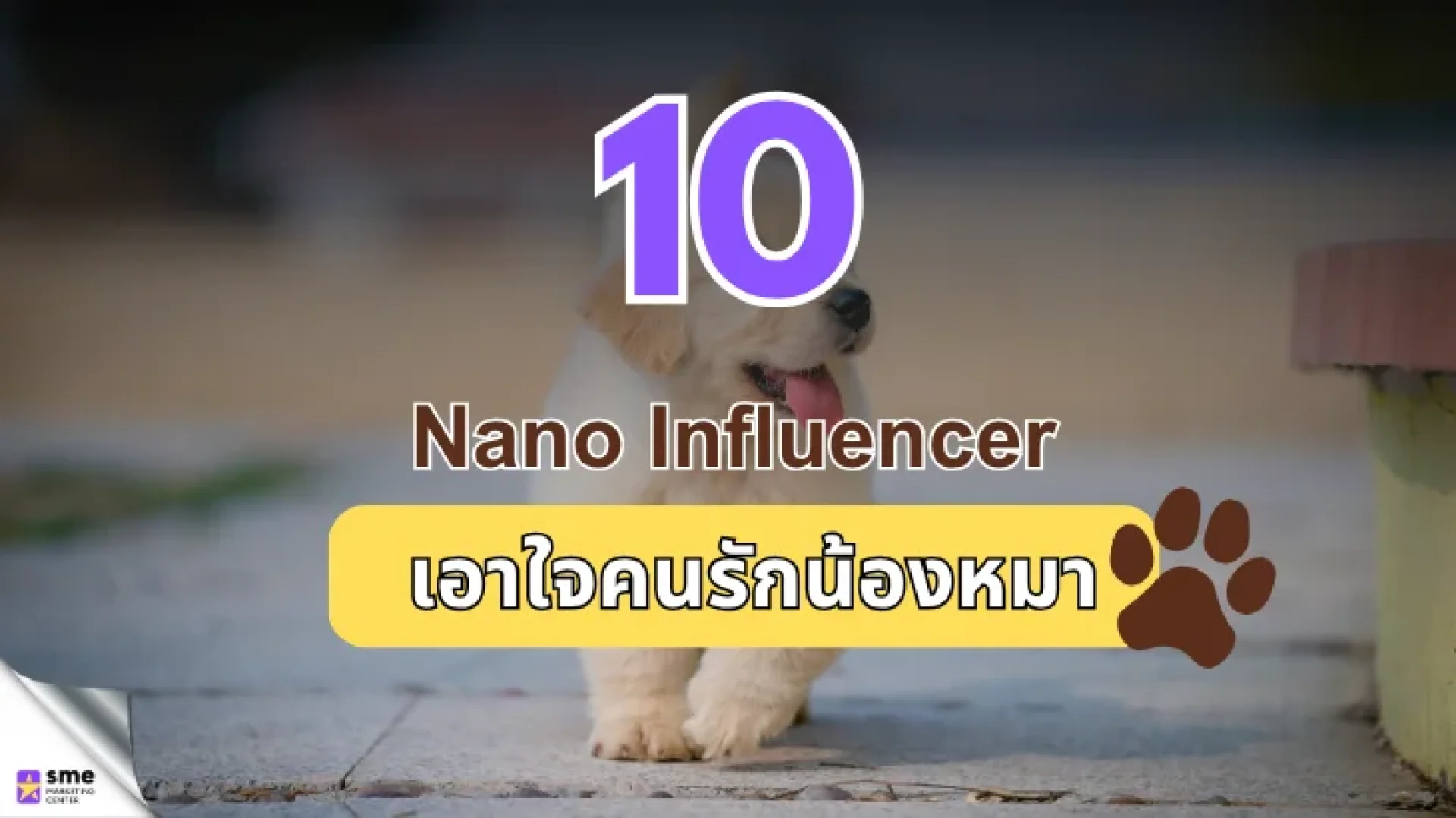 10 Nano Influencer เอาใจคนรักน้องหมา 10 Nano Influencer เอาใจคนรักน้องหมา