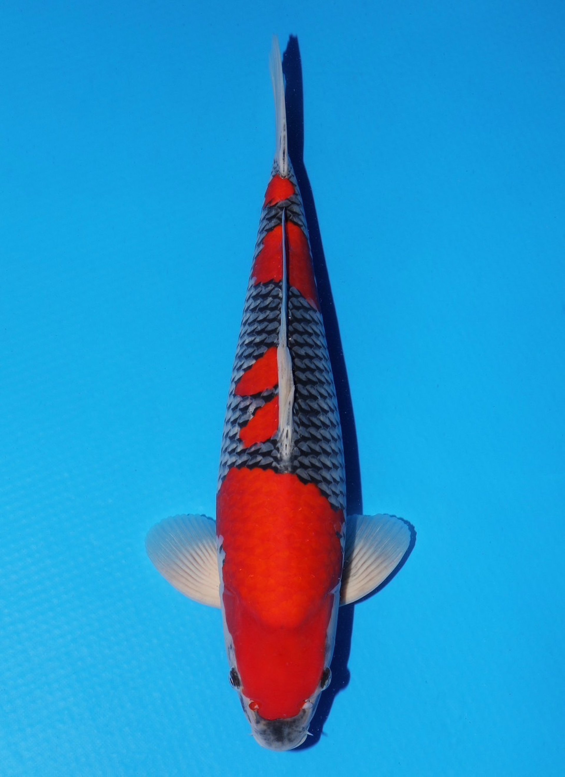 54th ALL JAPAN KOI SHOW 2024