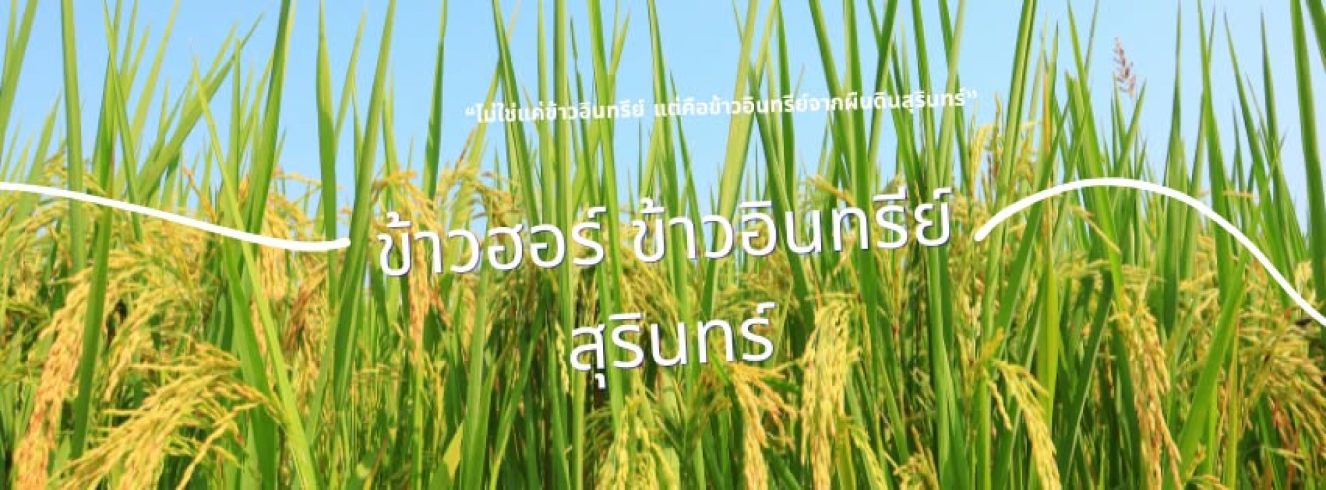 ข้าวฮอร์ ข้าวอินทรีย์สุรินทร์ ข้าวฮอร์ ข้าวอินทรีย์สุรินทร์