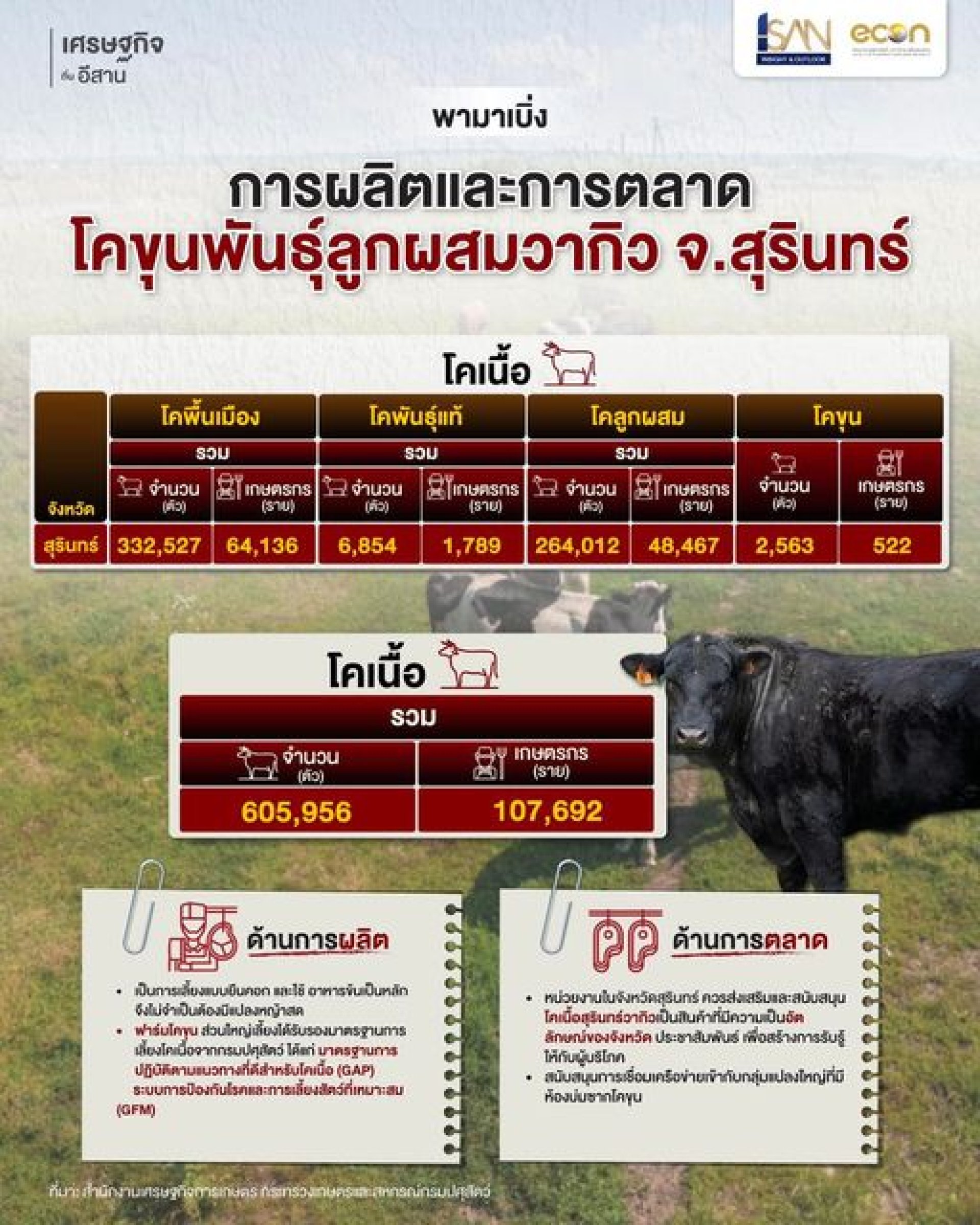 การผลิตและการตลาดโคขุนพันธุ์ลูกผสมวากิว จ.สุรินทร์ การผลิตและการตลาดโคขุนพันธุ์ลูกผสมวากิว จ.สุรินทร์