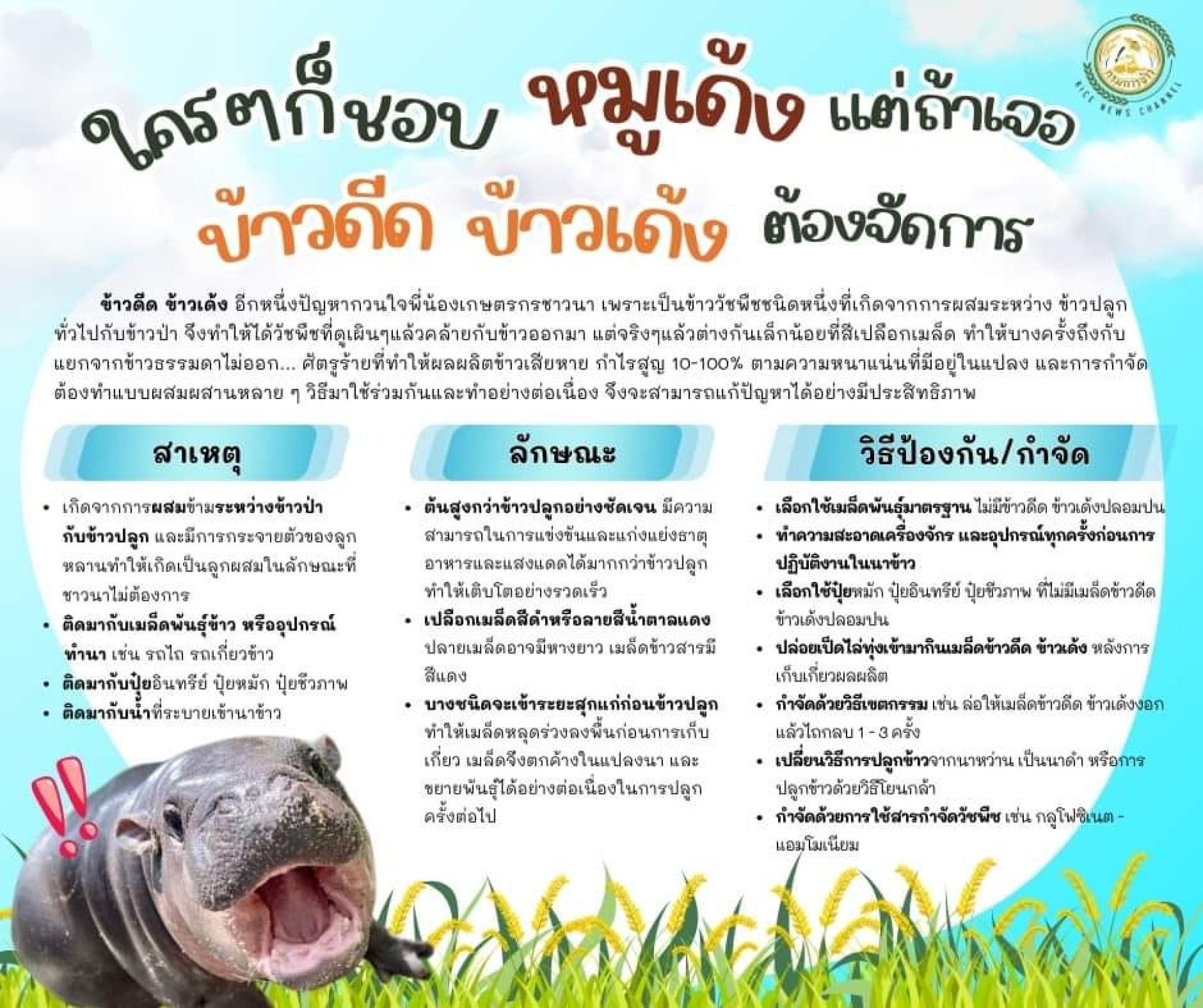 ข้าวดีด ข้าวเด้ง ต้องจัดการ ข้าวดีด ข้าวเด้ง ต้องจัดการ