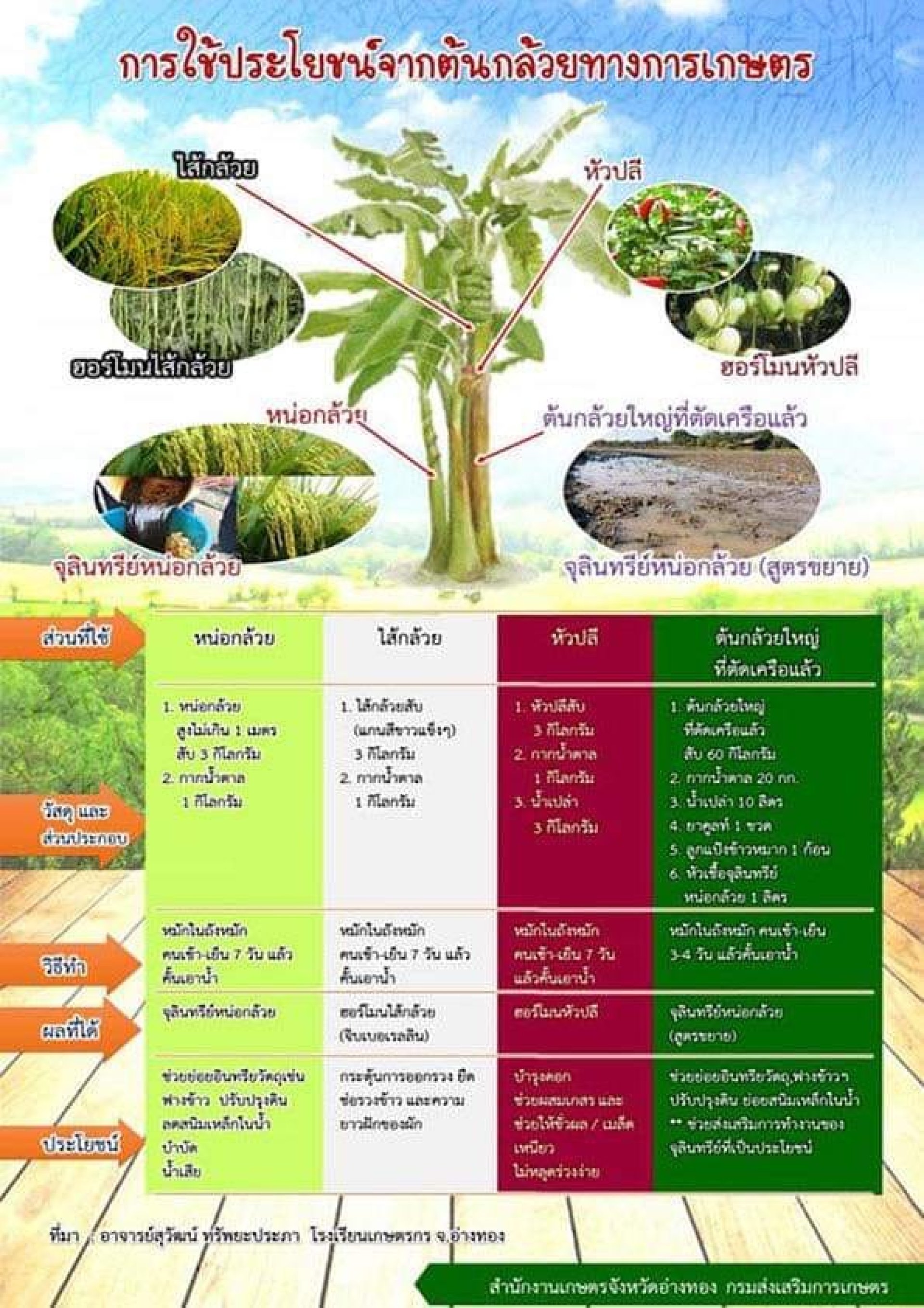 ประโยชน์จากต้นกล้วยการเกษตร ประโยชน์จากต้นกล้วยการเกษตร