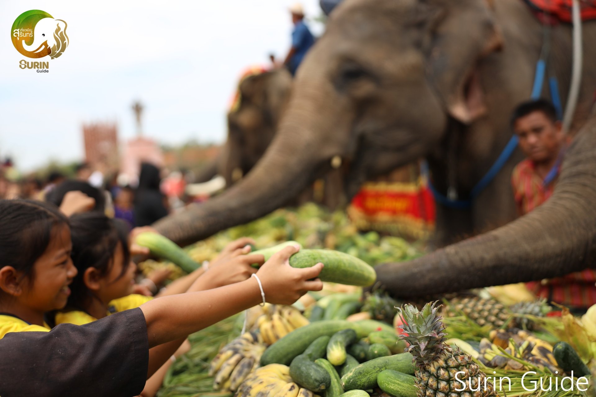 วันช้างไทยสุรินทร์ วันช้างไทยสุรินทร์