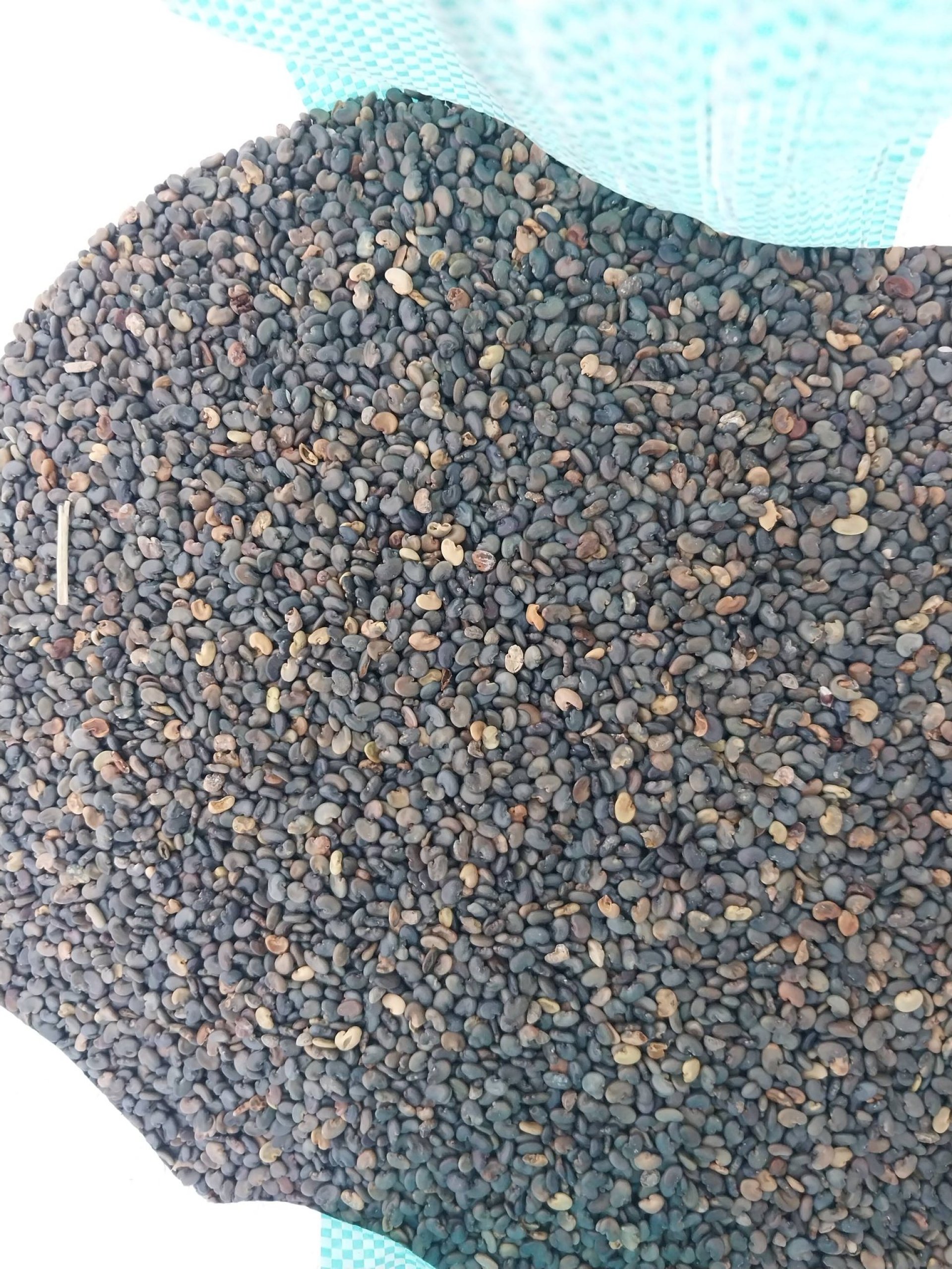 เมล็ดพันธุ์ปอเทือง เมล็ดพันธุ์ปอเทือง