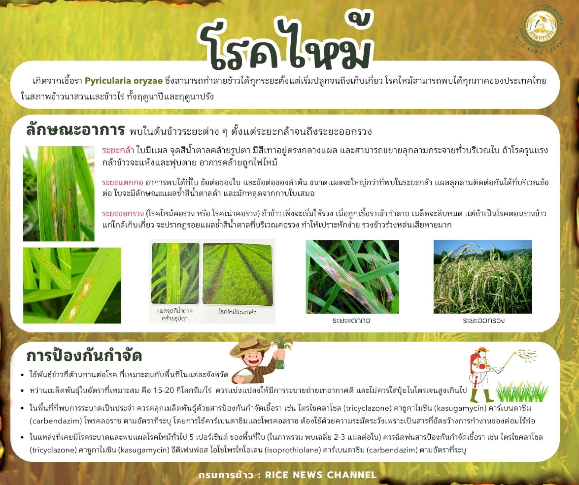 โรคไหม้ในต้นข้าว โรคไหม้ในต้นข้าว