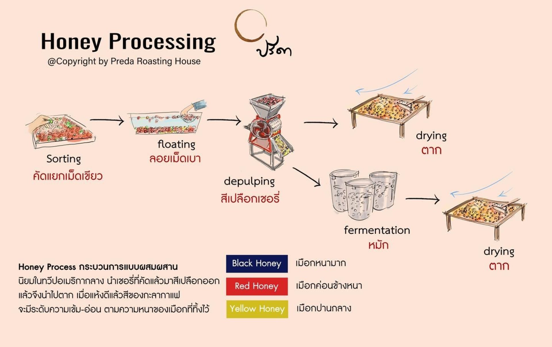 Honey Process คืออะไร? กระบวนการแปรรูปกาแฟที่หวานตั้งแต่ชื่อจนถึงรสชาติ