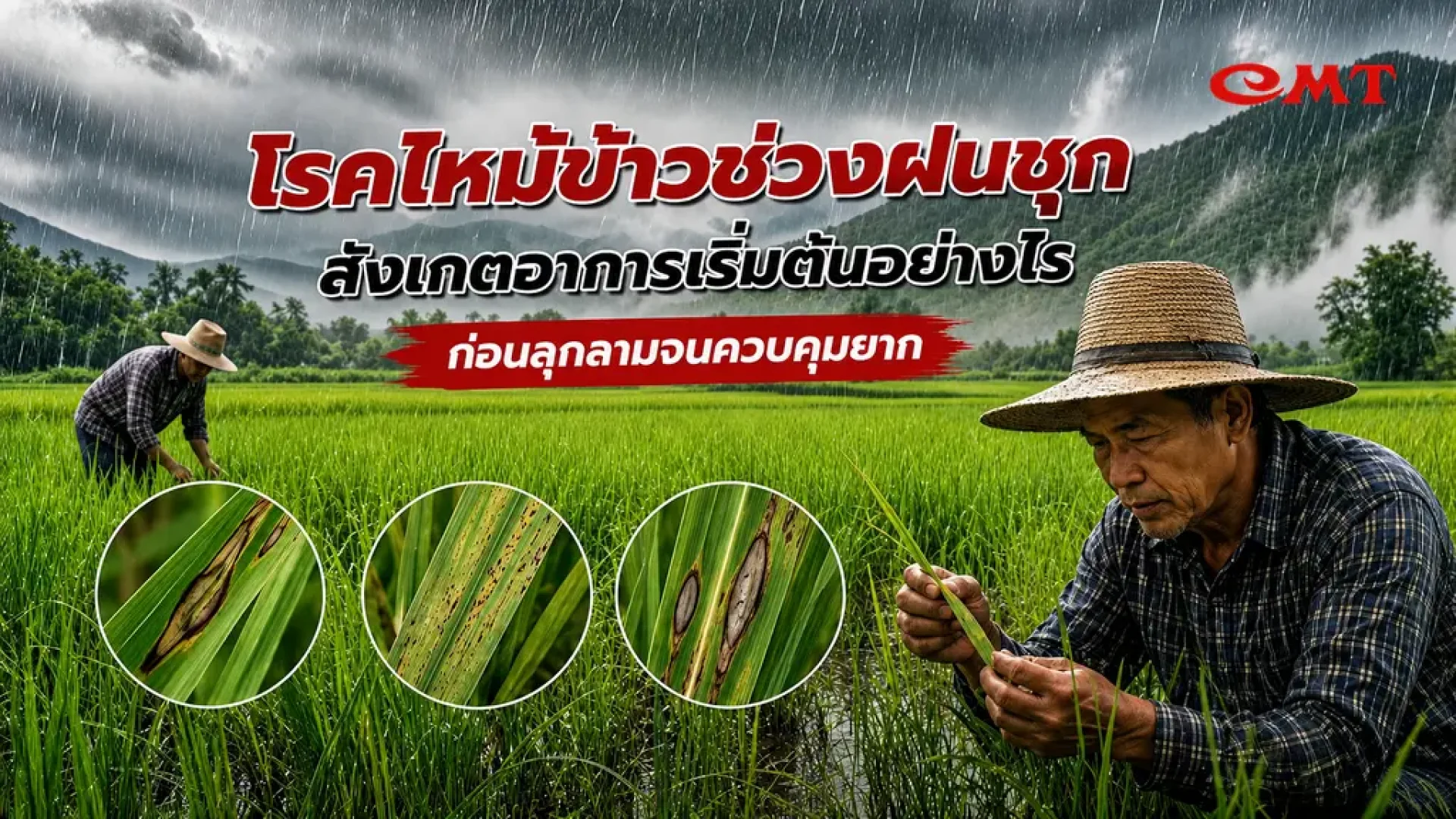โรคไหม้ข้าวช่วงหน้าฝน โรคไหม้ข้าวช่วงหน้าฝน