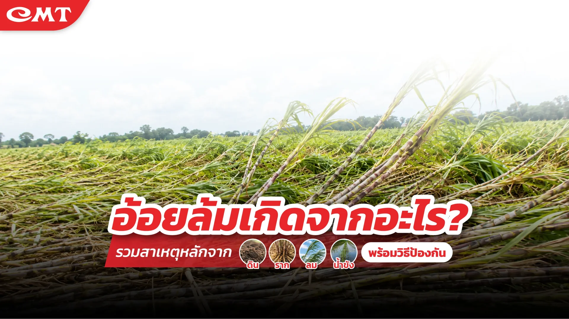 ปัญหาอ้อยล้ม ปัญหาอ้อยล้ม