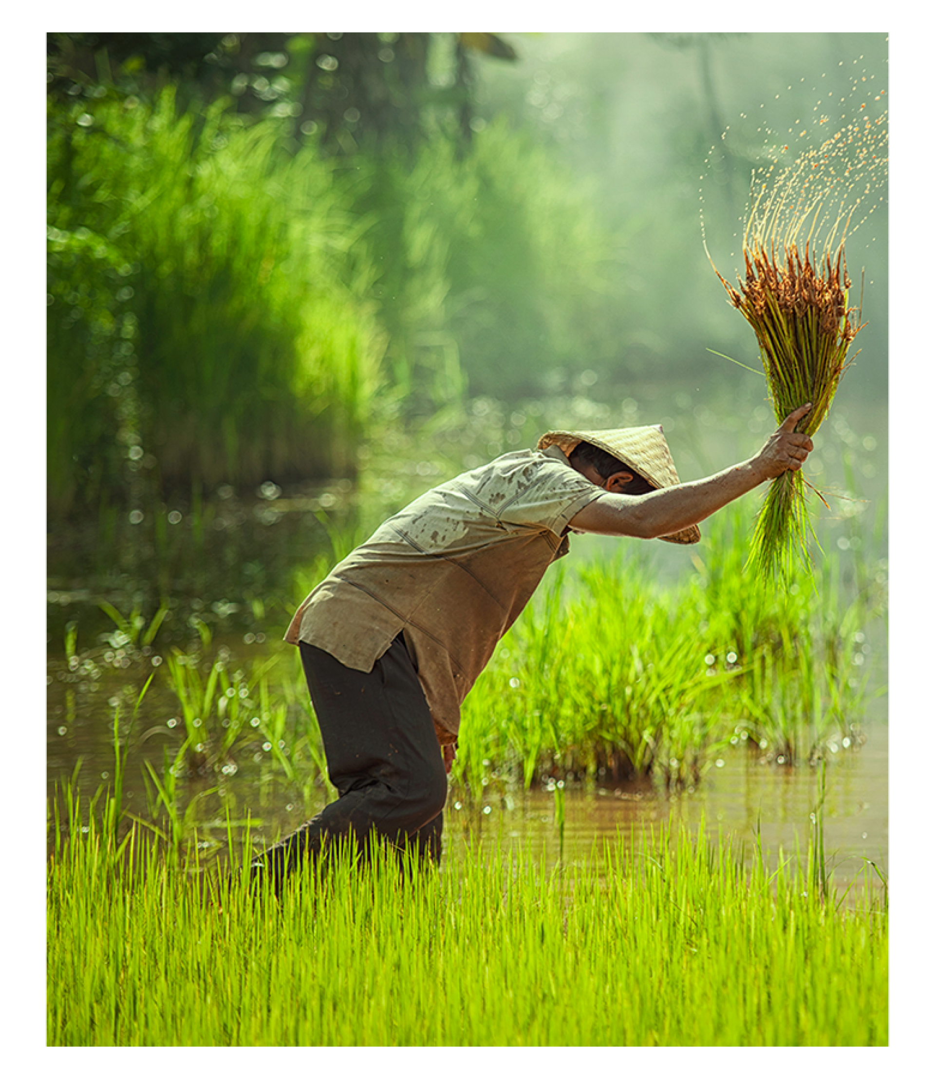 KING RICE OIL GROUP | King Rice Bran Oil Group