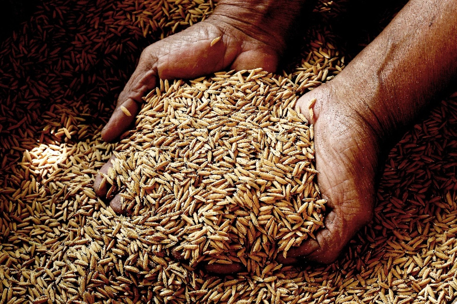 King Rice Oil Group - KING RICE OIL GROUP | King Rice Bran Oil Group