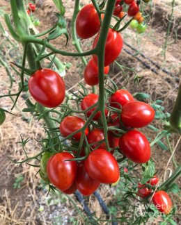 กิจกรรม Pick Your Own เก็บมะเขือเทศเชอร์รี่ที่เขาใหญ่ ใกล้กรุงเทพฯ