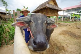 ศูนย์เรียนรู้วัฒนธรรมเกษตรล้านนา [ทำนา]
