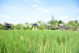 เกษตรทฤษฎีใหม่ตามแนวพระราชดำริ [Zone 3]