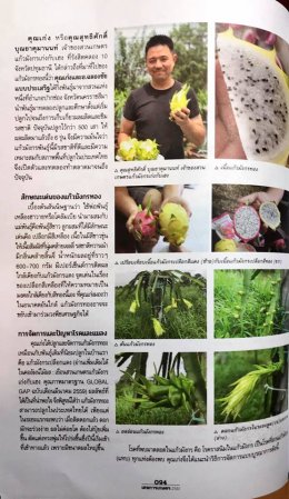 หนังสือเคหะเกษตรแก้วมังกรทองพันธุ์เหลืองอิสราเอล