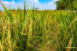 Experimental rice field 