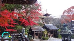 Korankei ที่เมืองโตโยต้า