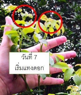 ตารางสำหรับกุหลาบ