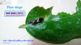 การทดลอง การใช้ผลิตภัณฑ์ แอนตี้หนอน
