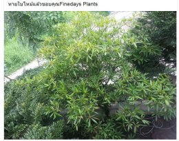 หายใบไหม้แล้วขอบคุณFinedays Plants
