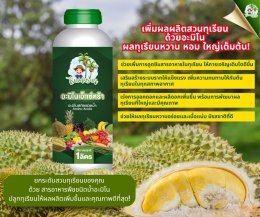 การให้อาหารเสริมบำรุงทุเรียนลูกดก ขั้วเหนียว