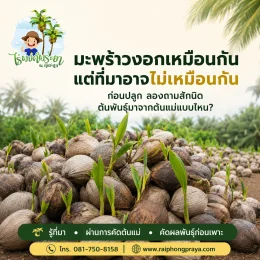 ข้อผิดพลาดที่คนปลูกมะพร้าวส่วนใหญ่ไม่รู้