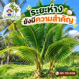coconut-twn4