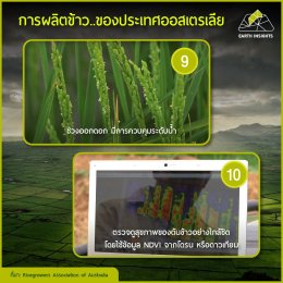 ปลูกข้าวอย่างไรให้มีรสชาติอร่อยและได้จำนวนมาก ?