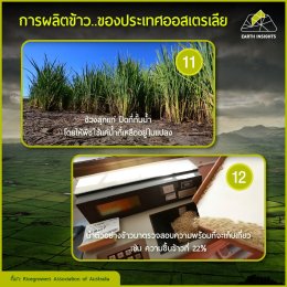 ปลูกข้าวอย่างไรให้มีรสชาติอร่อยและได้จำนวนมาก ?