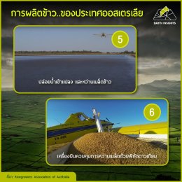 ปลูกข้าวอย่างไรให้มีรสชาติอร่อยและได้จำนวนมาก ?