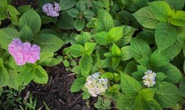 Hydrangea ปลูกได้นะที่กรุงเทพฯ     