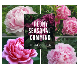 peony, peonies, peonyflower, peonyseason, peonyfestival, peonywedding, flowershop, lefloriste, ดอกโบตั๋น, ร้านดอกไม้, สั่งดอกไม้delivery,  สั่งดอกไม้