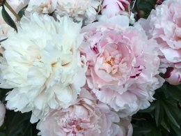 peony, peonies, peonyflower, peonyseason, peonyfestival, peonywedding, flowershop, lefloriste, ดอกโบตั๋น, ร้านดอกไม้, สั่งดอกไม้delivery,  สั่งดอกไม้