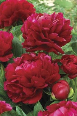 peony, red peony, peony lefloriste,peony, peonies, peonyflower, peonyseason, peonyfestival, peonywedding, flowershop, lefloriste, ดอกโบตั๋น, ร้านดอกไม้, สั่งดอกไม้delivery,  สั่งดอกไม้