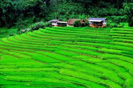 รวมเที่ยวนาขั้นบันได ในเชียงใหม่-เชียงราย
