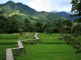 ไร่ดอกไม้ในจ.เชียงใหม่และเชียงราย